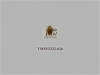 藏品(台灣微條金龜)的圖片